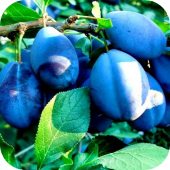 Слива "Стенли" 